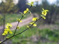 The first green leaves on the birch in spring