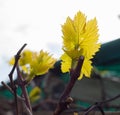 The first green leaves bloom on a grape branch on sun light, a symbol of spring, close-up Royalty Free Stock Photo