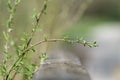 The first green leaves on the branch. Royalty Free Stock Photo