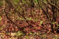 The first green leaves on the branches of Prunus Glandulosa in early spring