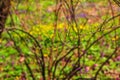 The first green leaves on the branches of Prunus Glandulosa in early spring