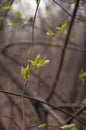 The first green leaves in spring