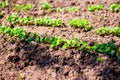 The first green sprouts of radishes on a spring day bed. Planting and growing garden greens and vegetables Royalty Free Stock Photo