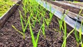 The first green sprouts of radishes on spring day bed. Planting and growing garden greens and vegetables. Planting Royalty Free Stock Photo