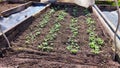 The first green sprouts of radishes on spring day bed. Planting and growing garden greens and vegetables. Planting Royalty Free Stock Photo