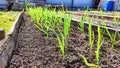 The first green sprouts of radishes on spring day bed. Planting and growing garden greens and vegetables. Planting Royalty Free Stock Photo