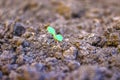 The first green sprouts of seedling plants from the seeds in the ground Royalty Free Stock Photo