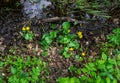 The first greenery and flowers in the swamp in spring.Marshmallow