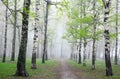 First greens in mist spring birch forest Royalty Free Stock Photo