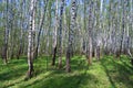 The first greens in spring birch wood Royalty Free Stock Photo