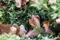 First ground frost covered fresh green leaves in early autumn morning. Seasonal act of nature. Beginnig of cold season Royalty Free Stock Photo