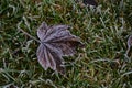 First ground frost covered fresh green leaves in early autumn morning. Seasonal act of nature. Beginnig of cold season. Weather fo Royalty Free Stock Photo