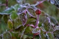 First ground frost covered fresh green leaves in early autumn morning. Seasonal act of nature. Beginnig of cold season. Weather fo Royalty Free Stock Photo