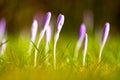 first growing crocus flowers at the beginning of spring in a park Royalty Free Stock Photo