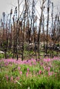 The first growth of plants after a devastating forest fire Royalty Free Stock Photo