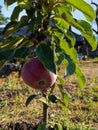 First harvest, one ripening apple on young tree. Fresh organic apple. Vertical photo. Close-up.