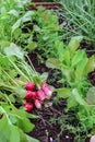 First harvest of radishes in raised bed garden Royalty Free Stock Photo