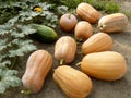 First harvested pumpkins