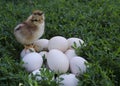 The first hatched chick sits on the eggs Royalty Free Stock Photo