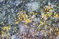 First snow in autumn with some colorful tree leaves, Northern Europe.