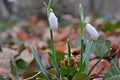 In the forest, snowdrops among fallen leaves