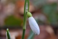 In the forest, snowdrops among fallen leaves, enlarged detail