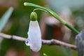 In the forest, Snowdrop with a drop of water an enlarged detail