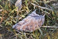 First Hoarfrost on the Beech Leaf Royalty Free Stock Photo