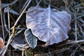 First Hoarfrost on the Beech Leaf Royalty Free Stock Photo