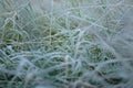First hoarfrost in czech city of Chomutov on 31th october 2019 in morning
