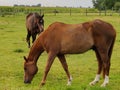 Approching horse, Koksijde Royalty Free Stock Photo