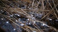 The first ice in the dead grass Royalty Free Stock Photo