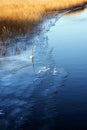 First ice on the lake shore, golden dry reeds beside the blue wa Royalty Free Stock Photo