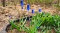 The first inconspicuous flowers Muscari appeared in the eyes of the spring