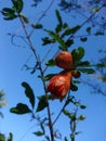 The first instance of the pomegranate. Pomegranate flower.