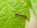 First Instar Butterfly Caterpillar