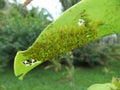 first instar caterpillers of Sapho longwing butterfly (Heliconius sapho)