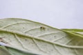 First instar Monarch caterpillar on leaf. Tiny caterpillar of Plain Tiger butterfly crawling on leaf. Baby caterpillar