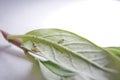 First instar Monarch caterpillar on leaf. Tiny caterpillar of Plain Tiger butterfly crawling on leaf. Baby caterpillar