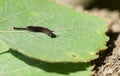 The first instar of a tiny Puss Moth Caterpillar Cerura vinulais feeding on an Aspen tree leaf Populus tremula in woodland. Royalty Free Stock Photo