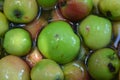 The first juicy small green apples with red, yellow, dark spots float in clear water. Royalty Free Stock Photo