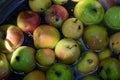 The first juicy small green apples with red, yellow, dark spots float in clear water. Royalty Free Stock Photo