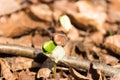 First leaf of beech germ bud breaking through ground