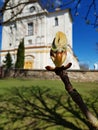 First leaf buds on a chestnut tree in early spring on a sunny day near Skaistkalne church. Latvia. April, 2018