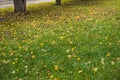 First leaf fall on autumn day. Yellow leaves in green grass after strong wind Royalty Free Stock Photo