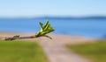 First leafes and kidneys in spring inbright sunlight on blue lake background Royalty Free Stock Photo