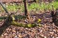 First leaflets on a grapevine. Royalty Free Stock Photo