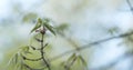 First leaves on acer triflorum maple tree Royalty Free Stock Photo