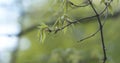 First leaves on acer triflorum maple tree Royalty Free Stock Photo