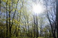 The first leaves appear in spring in May on the branches of trees in the old park